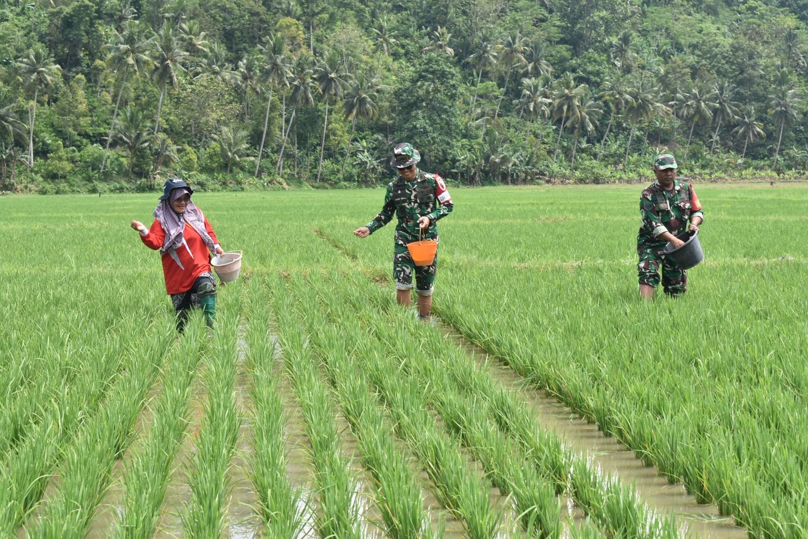 Letkol Czi Bayu Nugroho, sebagai Dansatgas TMMD Ke-126, memimpin langsung pelaksanaan pemupukan padi bersama kelompok tani di Desa Lebakharjo Kecamatan Ampelgading Kabupaten Malang.